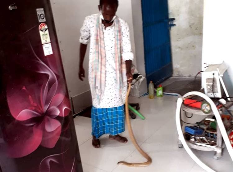 नहाते समय पैरों से लिपटा सांप का बच्चा, खोजा तो घर में निकले 34 सपोले