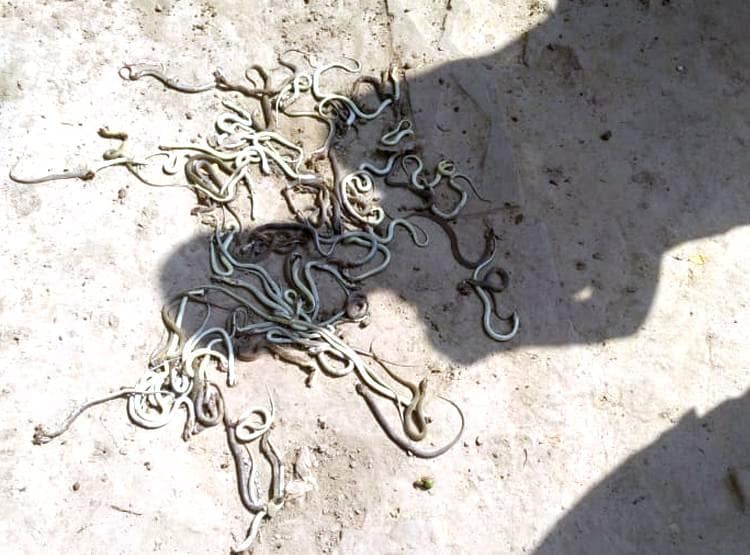 चूहे के बिल में डाला पानी, बाहर आकर रेंगने लगे 200 से अधिक सांप