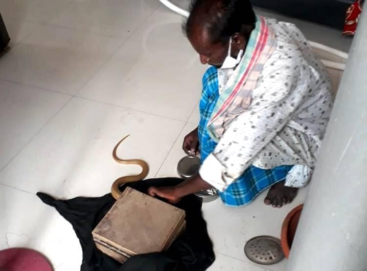 नहाते समय पैरों से लिपटा सांप का बच्चा, खोजा तो घर में निकले 34 सपोले