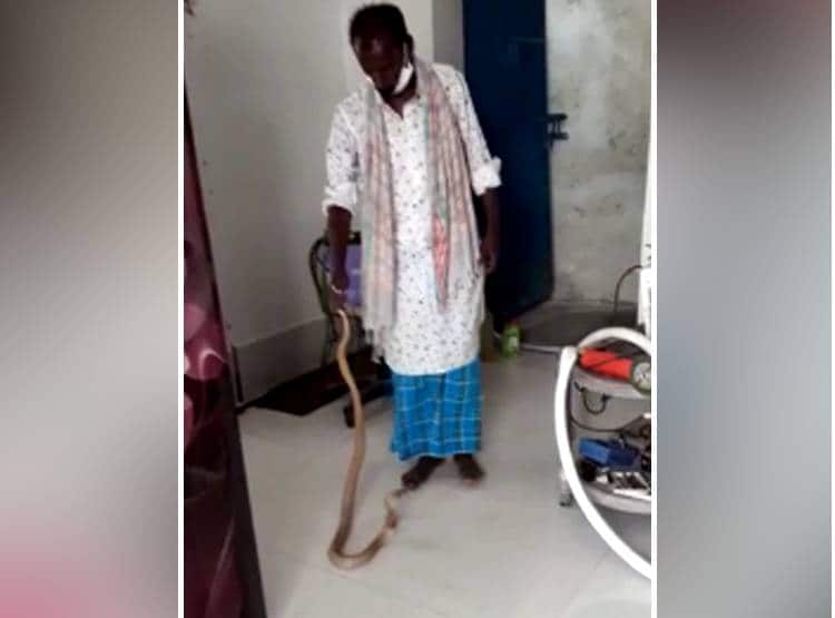 नहाते समय पैरों से लिपटा सांप का बच्चा, खोजा तो घर में निकले 34 सपोले