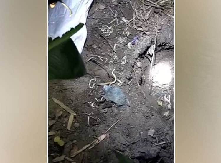 चूहे के बिल में डाला पानी, बाहर आकर रेंगने लगे 200 से अधिक सांप