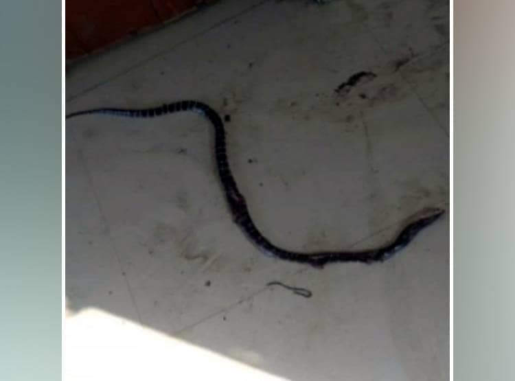 क्वारनटीन सेंटर में लड़के को सांप ने काटा, कुछ ही घंटों में हो गई मौत