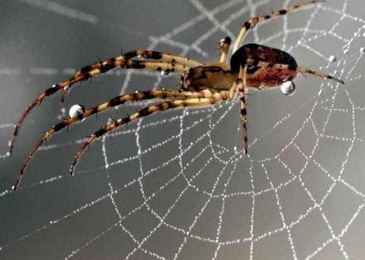 फिल्म देखकर स्पाइडरमैन बनने के लिए मकड़ी से 3 भाइयों ने कटवाया, हुआ ये हाल