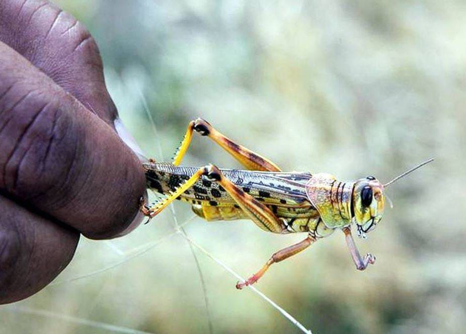 PAK से आई आफत ने राजस्थान को किया परेशान, हो रहा करोड़ों का नुकसान