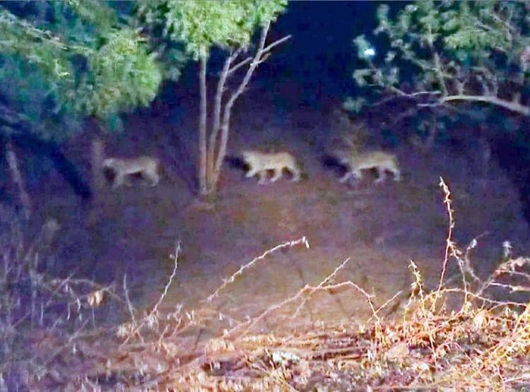 गर्भवती महिला को ले जा रही एंबुलेंस को शेरों ने घेरा, गाड़ी में हुई डिलीवरी