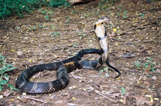 कोबरा ने इंसान को काटा, सांप की मौत लेकिन जिंदा रहा शख्स