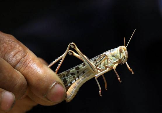 हजारों-लाखों का टिड्डीदल शहर में आया तो क्या होगा? विशेषज्ञ से जानें