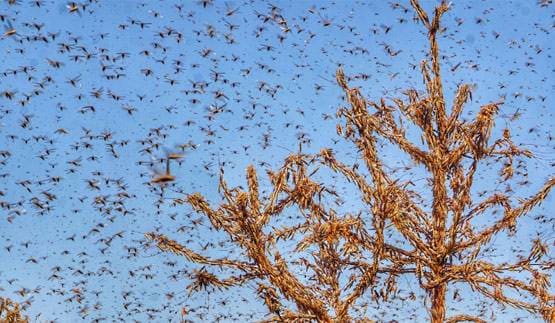 हजारों-लाखों का टिड्डीदल शहर में आया तो क्या होगा? विशेषज्ञ से जानें