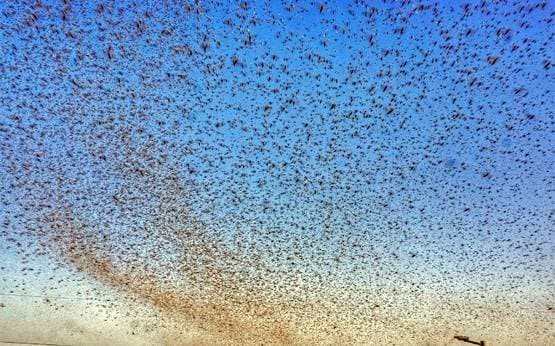 हजारों-लाखों का टिड्डीदल शहर में आया तो क्या होगा? विशेषज्ञ से जानें