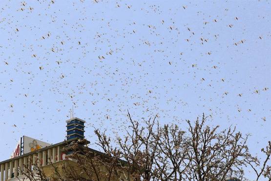 हजारों-लाखों का टिड्डीदल शहर में आया तो क्या होगा? विशेषज्ञ से जानें