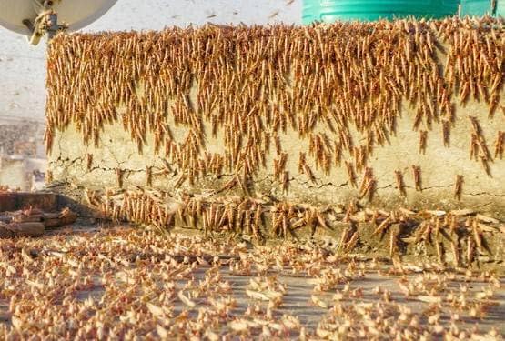 हजारों-लाखों का टिड्डीदल शहर में आया तो क्या होगा? विशेषज्ञ से जानें