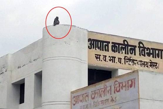 मरीजों के कोरोना टेस्ट सैंपल छीनकर भागे बंदर, पेड़ पर बैठ चबा डाली किट