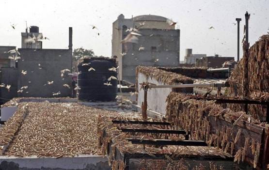 हजारों-लाखों का टिड्डीदल शहर में आया तो क्या होगा? विशेषज्ञ से जानें