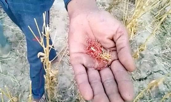 सूखे बुंदेलखंड की 2 बीघा जमीन पर किसान ने उगाया 35 लाख का केसर