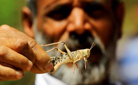 हजारों-लाखों का टिड्डीदल शहर में आया तो क्या होगा? विशेषज्ञ से जानें