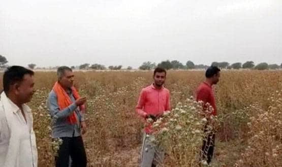 सूखे बुंदेलखंड की 2 बीघा जमीन पर किसान ने उगाया 35 लाख का केसर