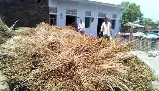 सूखे बुंदेलखंड की 2 बीघा जमीन पर किसान ने उगाया 35 लाख का केसर