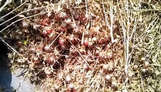 सूखे बुंदेलखंड की 2 बीघा जमीन पर किसान ने उगाया 35 लाख का केसर