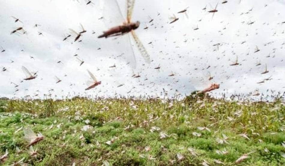 PAK से राजस्थान आई नई आफत, टिड्डियों के अटैक से लोग परेशान