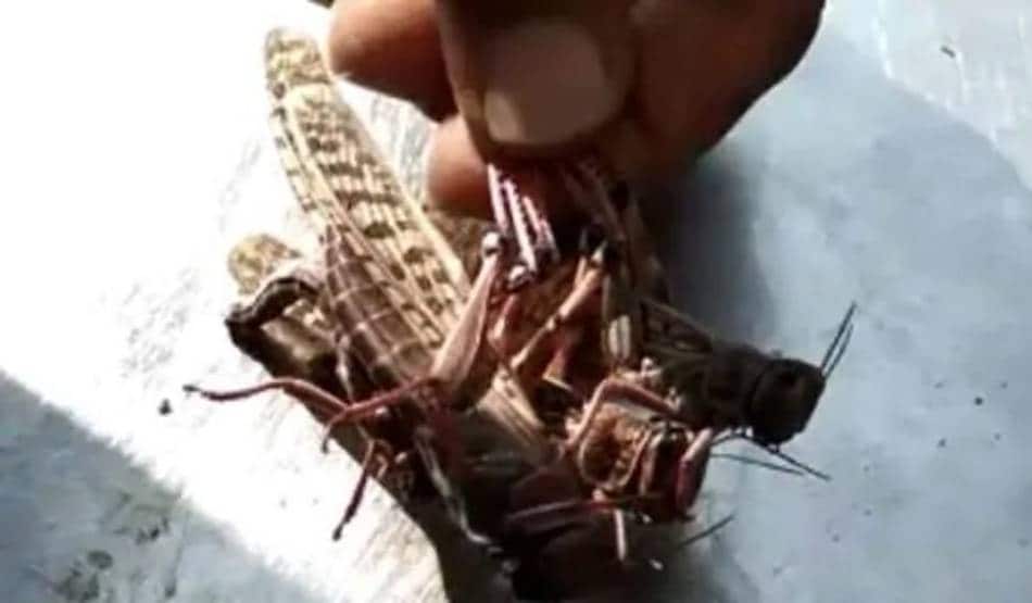 PAK से राजस्थान आई नई आफत, टिड्डियों के अटैक से लोग परेशान