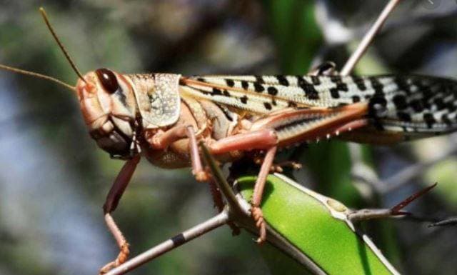 PAK से आई आफत ने राजस्थान को किया परेशान, हो रहा करोड़ों का नुकसान