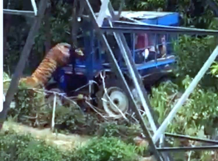 अचानक ट्रैक्टर पर खड़ा हो गया बाघ, तीन किसानों को कर चुका है घायल