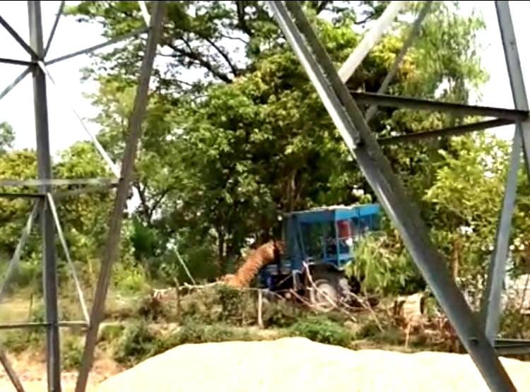 अचानक ट्रैक्टर पर खड़ा हो गया बाघ, तीन किसानों को कर चुका है घायल