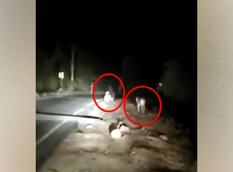 टाइगर को सामने देखते ही गिरा बाइक सवार, कैमरे में कैद नजारा