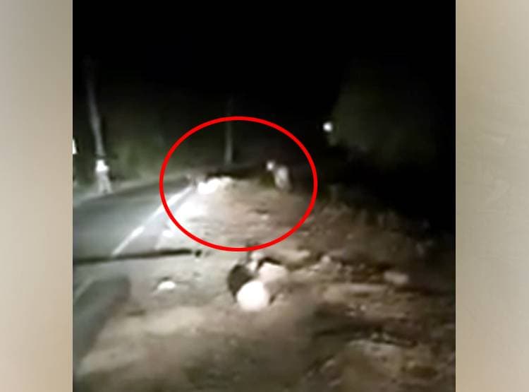 टाइगर को सामने देखते ही गिरा बाइक सवार, कैमरे में कैद नजारा