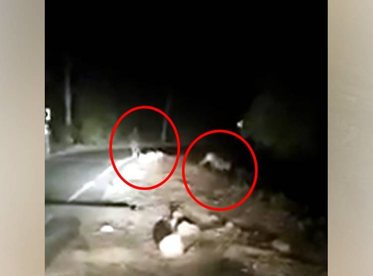 टाइगर को सामने देखते ही गिरा बाइक सवार, कैमरे में कैद नजारा