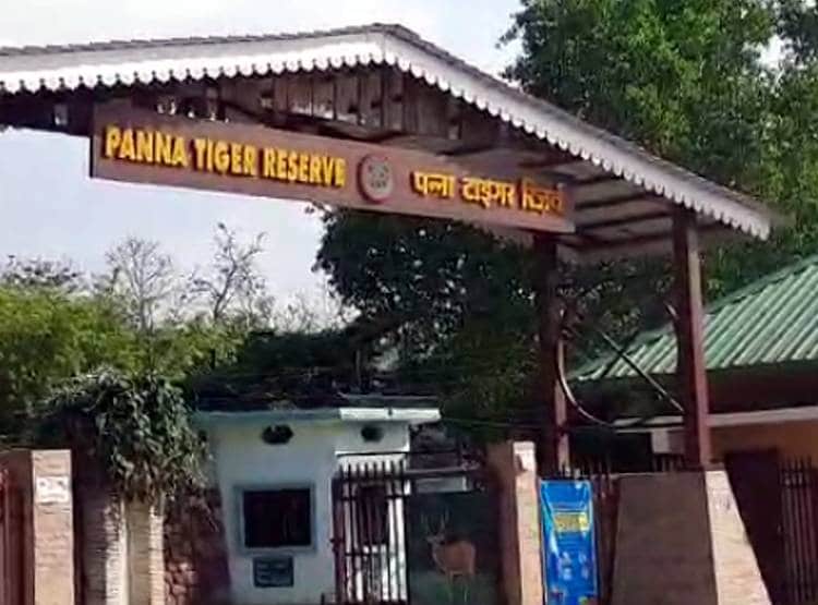 टाइगर को सामने देखते ही गिरा बाइक सवार, कैमरे में कैद नजारा