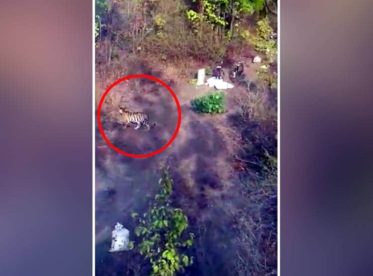 तोड़ रहे थे तेंदूपत्ता, अचानक सामने आए 4 बाघ, घबराकर पेड़ पर चढ़े