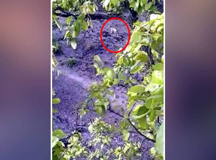 तोड़ रहे थे तेंदूपत्ता, अचानक सामने आए 4 बाघ, घबराकर पेड़ पर चढ़े