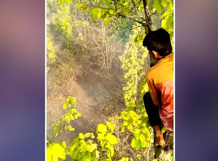 तोड़ रहे थे तेंदूपत्ता, अचानक सामने आए 4 बाघ, घबराकर पेड़ पर चढ़े