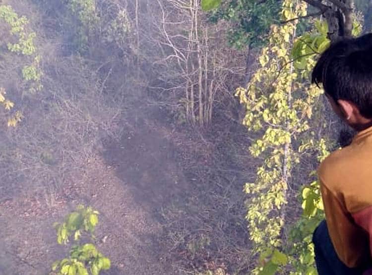 तोड़ रहे थे तेंदूपत्ता, अचानक सामने आए 4 बाघ, घबराकर पेड़ पर चढ़े