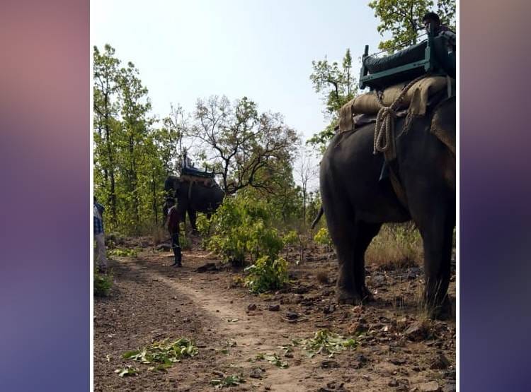 तोड़ रहे थे तेंदूपत्ता, अचानक सामने आए 4 बाघ, घबराकर पेड़ पर चढ़े