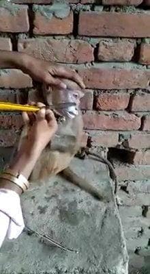 एक हजार रुपये के लिए बंदर की हजामत, वीडियो हुआ वायरल