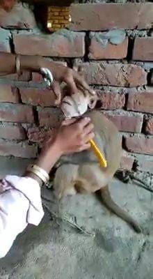 एक हजार रुपये के लिए बंदर की हजामत, वीडियो हुआ वायरल