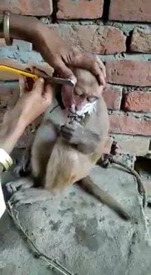 एक हजार रुपये के लिए बंदर की हजामत, वीडियो हुआ वायरल