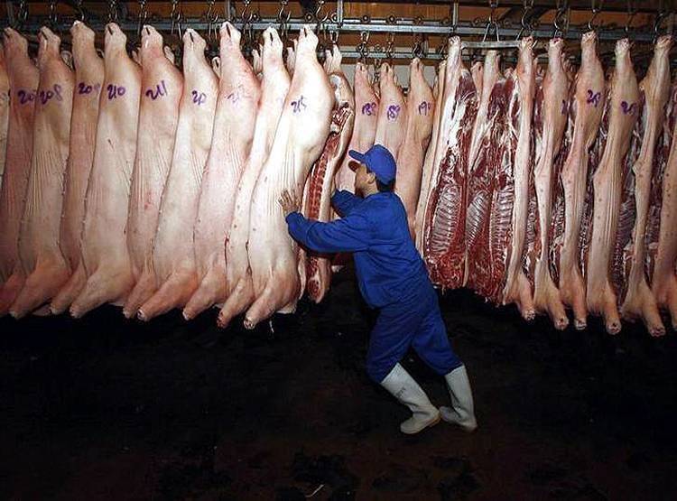 भारत में खतरनाक अफ्रीकी फ्लू की दस्तक, असम में 2500 सूअरों की मौत