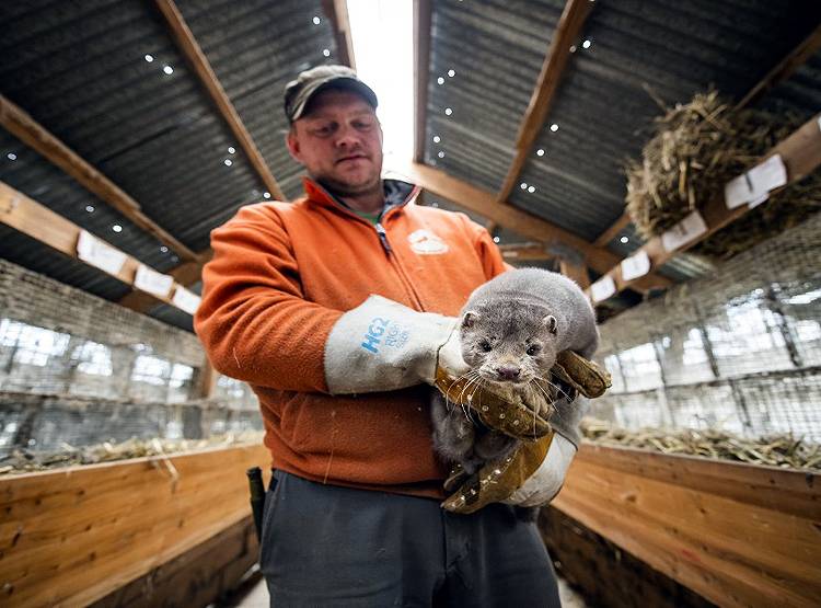 कोरोना का डर-ऊदबिलाव पर कहर, नीदरलैंड्स में मारे जाएंगे 10 हजार जानवर