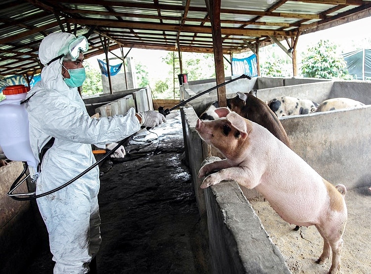 चीन में मिला स्वाइन फ्लू का घातक वायरस, फैला सकता है महामारी