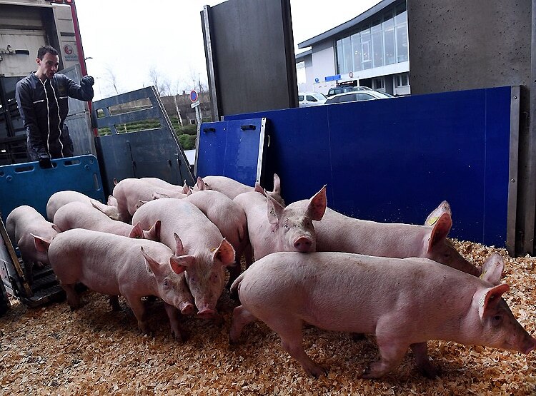 चीन में मिला स्वाइन फ्लू का घातक वायरस, फैला सकता है महामारी