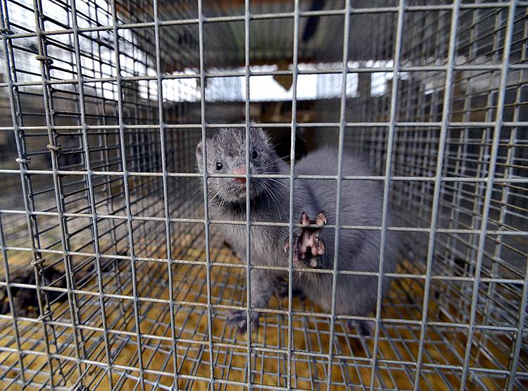 कोरोना का डर-ऊदबिलाव पर कहर, नीदरलैंड्स में मारे जाएंगे 10 हजार जानवर