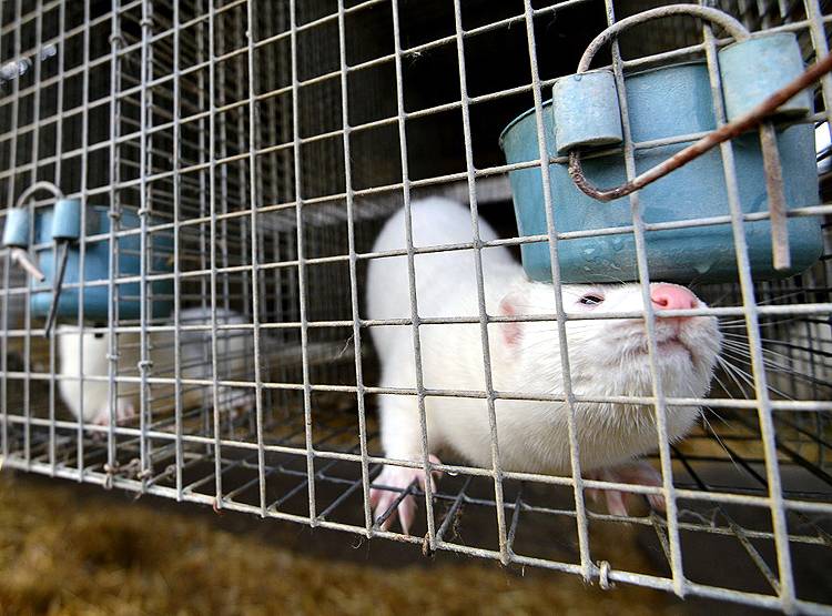 कोरोना का डर-ऊदबिलाव पर कहर, नीदरलैंड्स में मारे जाएंगे 10 हजार जानवर