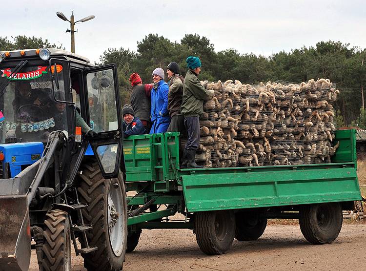कोरोना का डर-ऊदबिलाव पर कहर, नीदरलैंड्स में मारे जाएंगे 10 हजार जानवर