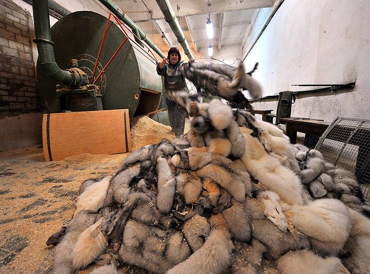 कोरोना का डर-ऊदबिलाव पर कहर, नीदरलैंड्स में मारे जाएंगे 10 हजार जानवर