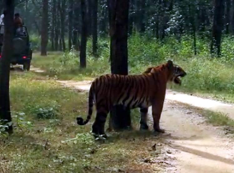 15 जून से खुलेंगे एमपी के टाइगर रिजर्व, टूरिस्टों को ऐसे मिलेगी एंट्री