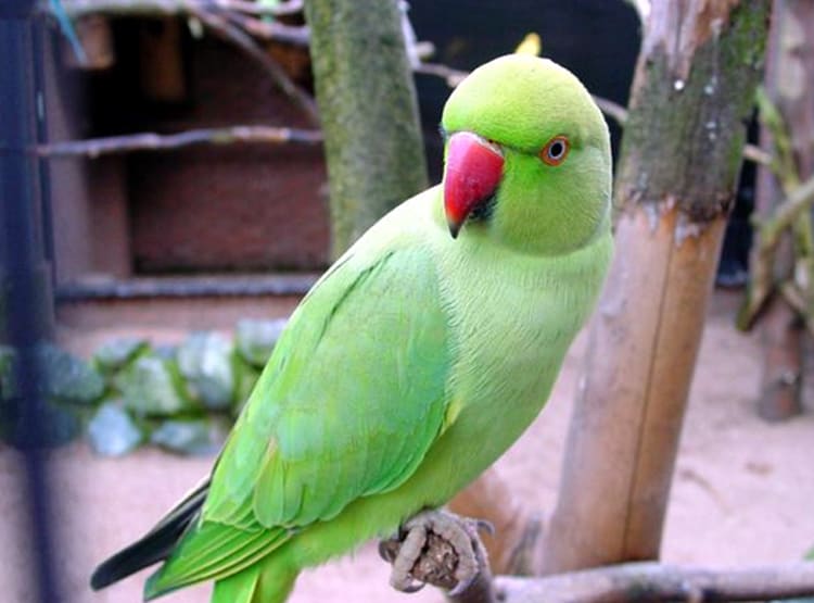 तोता उड़ा तो गुस्साए पति ने पत्नी को पीटा, ससुराल में की तोड़फोड़