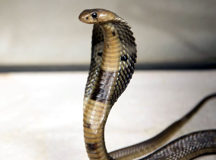 रात को सोते वक्त जहरीले सांप ने काटा, 3 मौतों से गांव में फैली दहशत